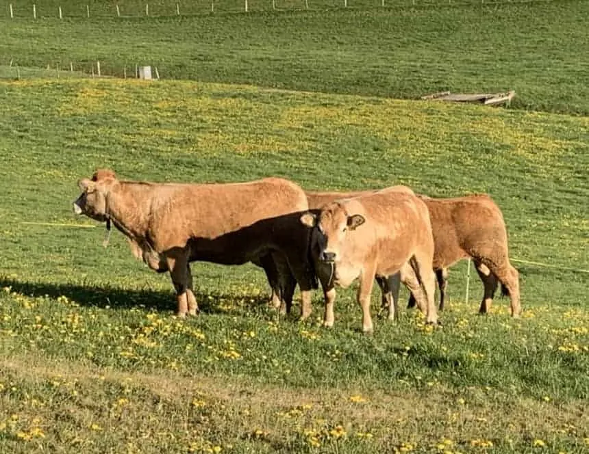 Nos vaches Aubrac à la ferme La Deute (1)