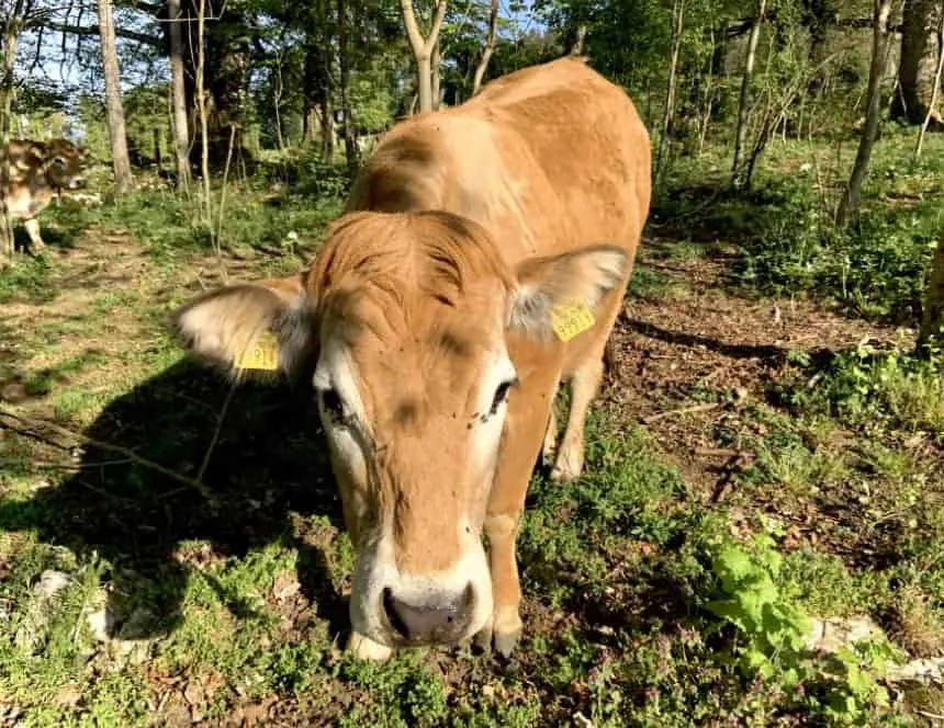 Nos vaches Aubrac à la ferme La Deute (2)