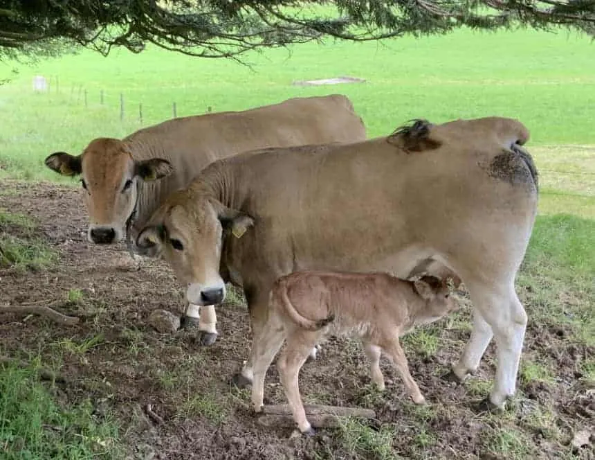 Nos vaches Aubrac à la ferme La Deute (3)