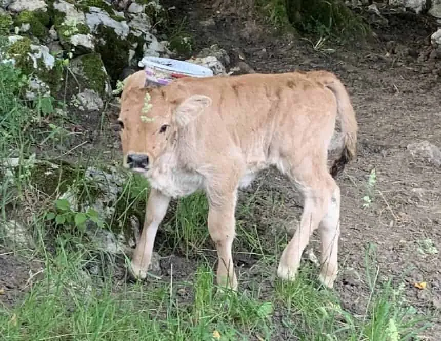 Nos vaches Aubrac à la ferme La Deute (4)