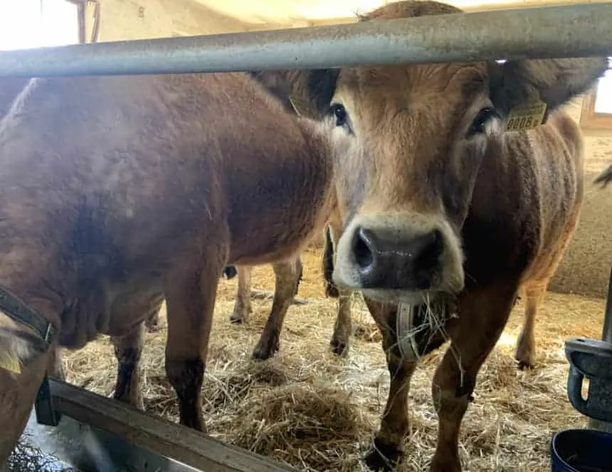 Nos vaches Aubrac à la ferme La Deute (5)