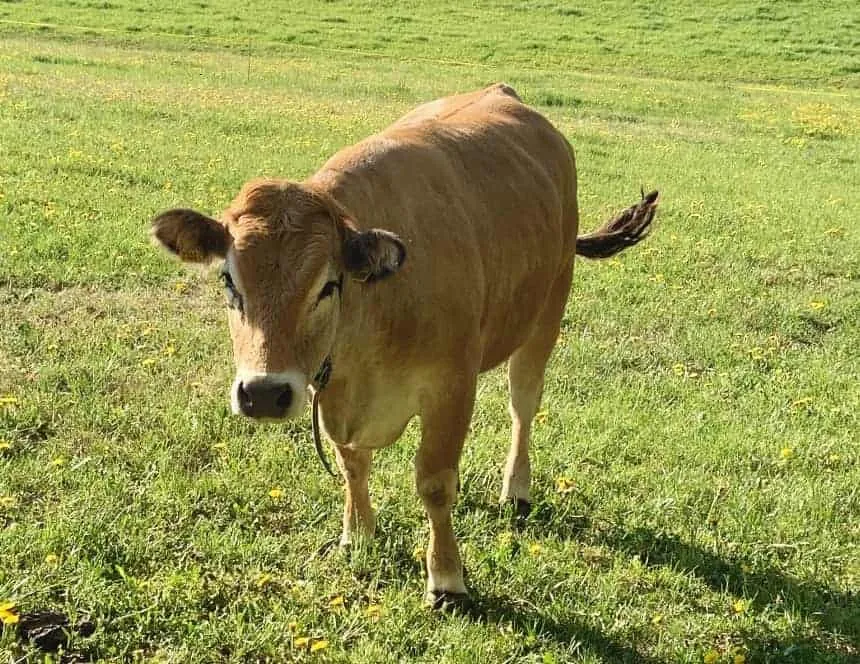 Nos vaches Aubrac à la ferme La Deute (6)